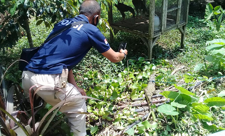 Warga Gandusari Blitar Temukan Anak Aligator di Aliran Sungai