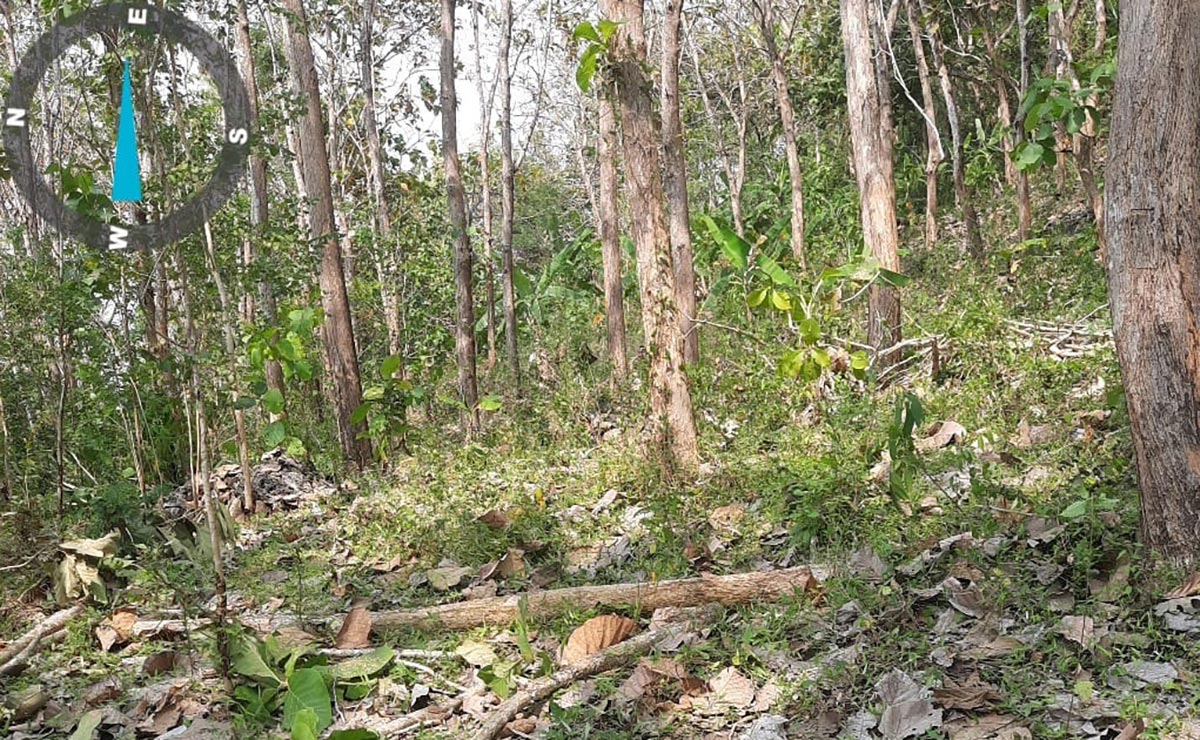 Kawasan Hutan Tulungagung Selatan yang diduga menjadi lokasi kemunculan harimau.