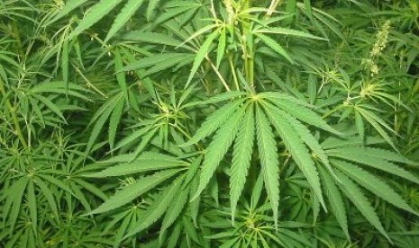 Ilustrasi: Kebun ganja di Aceh. (republika.co.id)