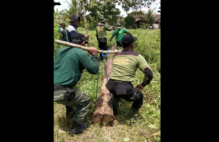 Polisi Hutan Mobil (Polhutmob) Perhutani saat mengangkat batang kayu jati gelondongan dari ladang.