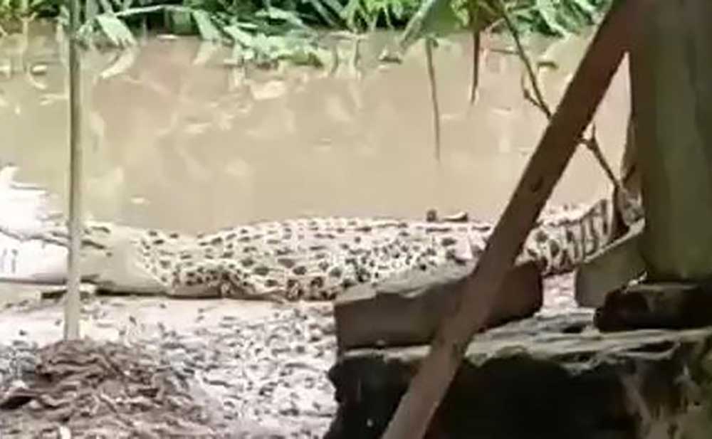Penampakan buaya yang muncul di Desa Kebonagung saat terjadi banjir.
