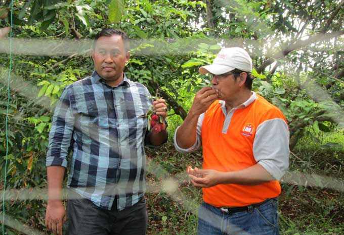 Wakil Ketua DPRD Gresik Nur Qolib didampingi Kades Pangkahwetan Saifullah Mahdi mencicipi rambutan di agrowisata.
