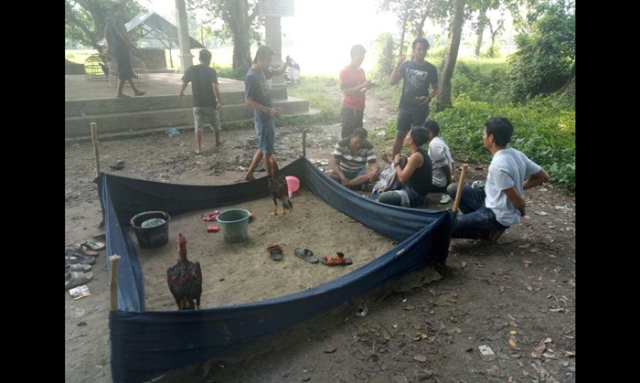 Gerebek Judi Sabung Ayam di Jatirogo, 25 Pelaku Kalang Kabut Dikejar Petugas