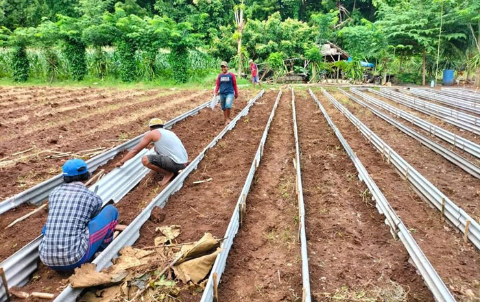 Kelompok Tani (Poktan) Kreatif Desa Bringsang, Kecamatan Giligenting, Kabupaten Sumenep berbudidaya vanili.