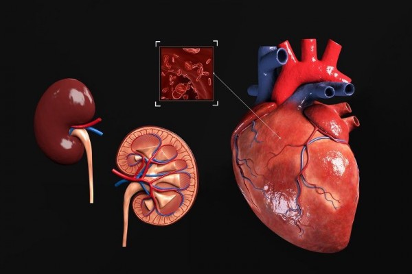 Dua Remaja Tergiur Jual Beli Organ, Berikut Hukum Pidana Larangan Jual Beli Organ Tubuh Manusia. Foto: Ist