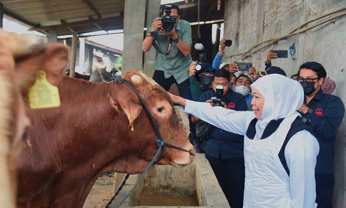 Jelang Idul Adha, Gubernur Khofifah Blusukan ke Kandang Ternak di Lamongan