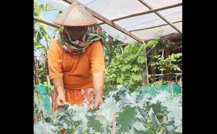 Khomsatun menunjukkan hasil sayuran organik yang ada di lahannya tepatnya berada di samping rumahny. (foto: suwandi/BANGSAONLINE)