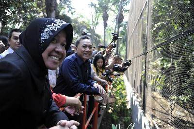 Walikota Tri Rismaharini meninjau kandang KBS. 