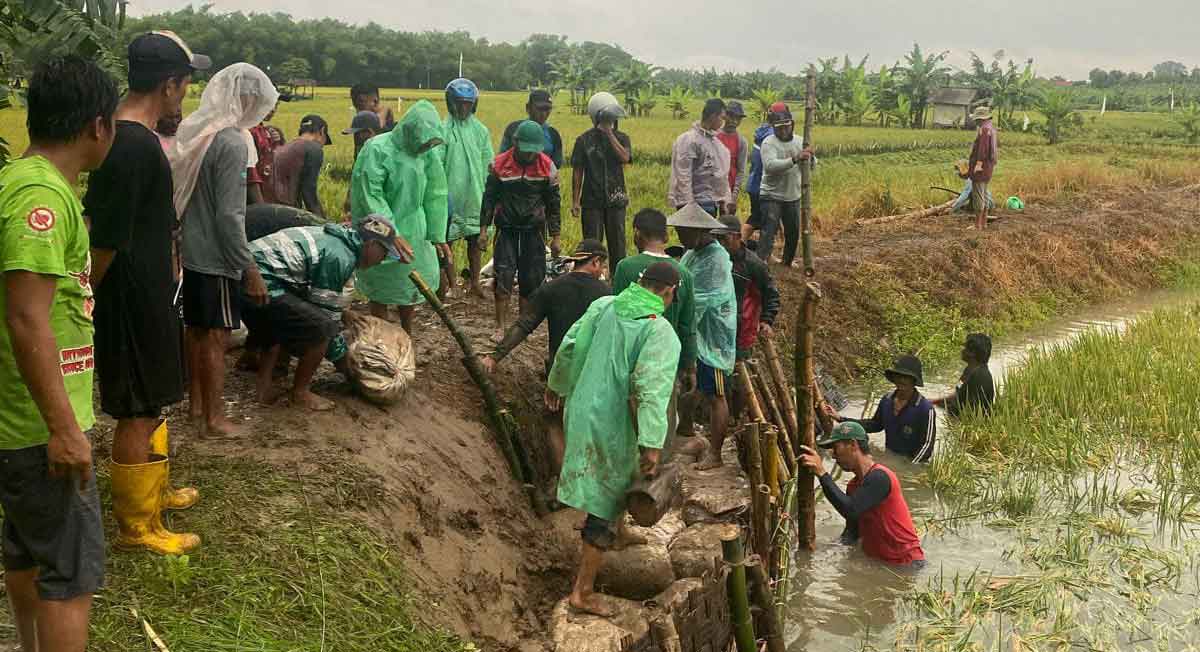 Warga Desa Babaksari, Kecamatan Dukun, Gresik, saat gotong royong memperbaiki tanggul. Foto: Ist