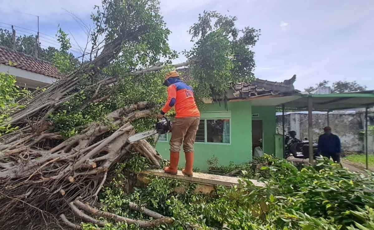 Petugas dari BPBD Kota Batu saat mengevakuasi pohon tumbang.