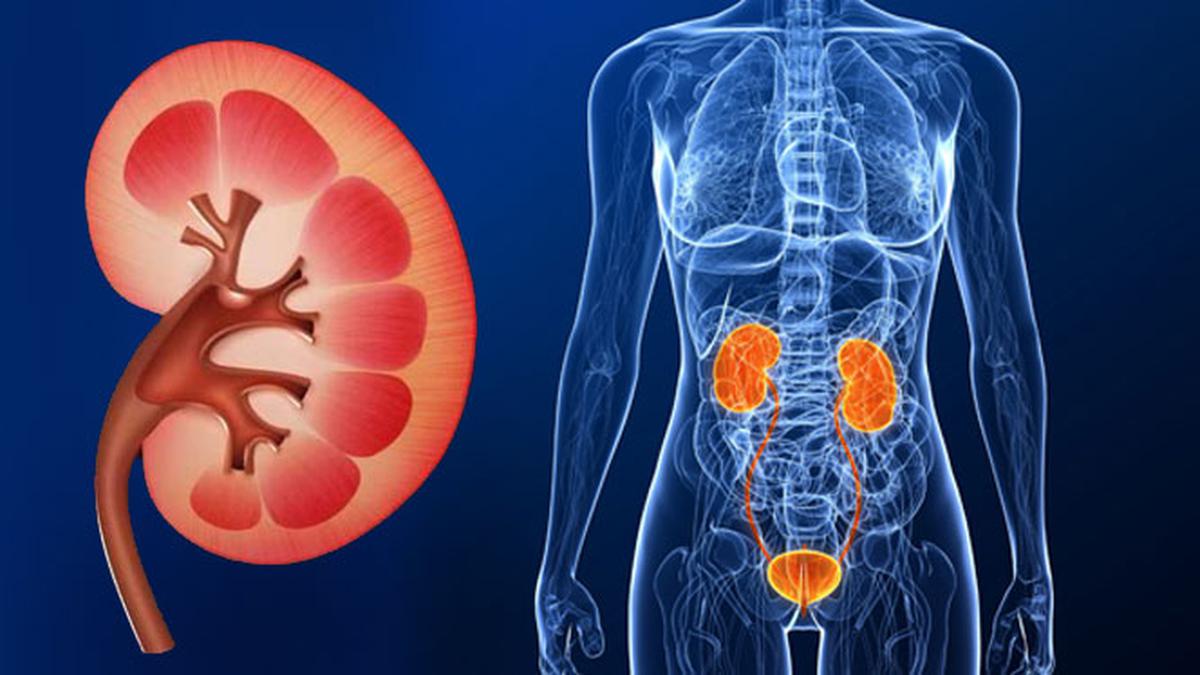 Reducing the Risk of Kidney Cancer: Tips for a Healthy Lifestyle