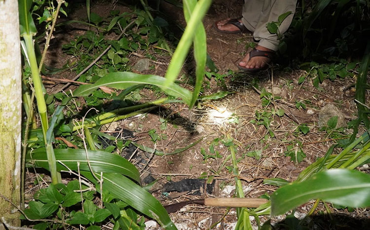 Kebun jagung lokasi korban ditemukan tak bernyawa. (foto: ist)