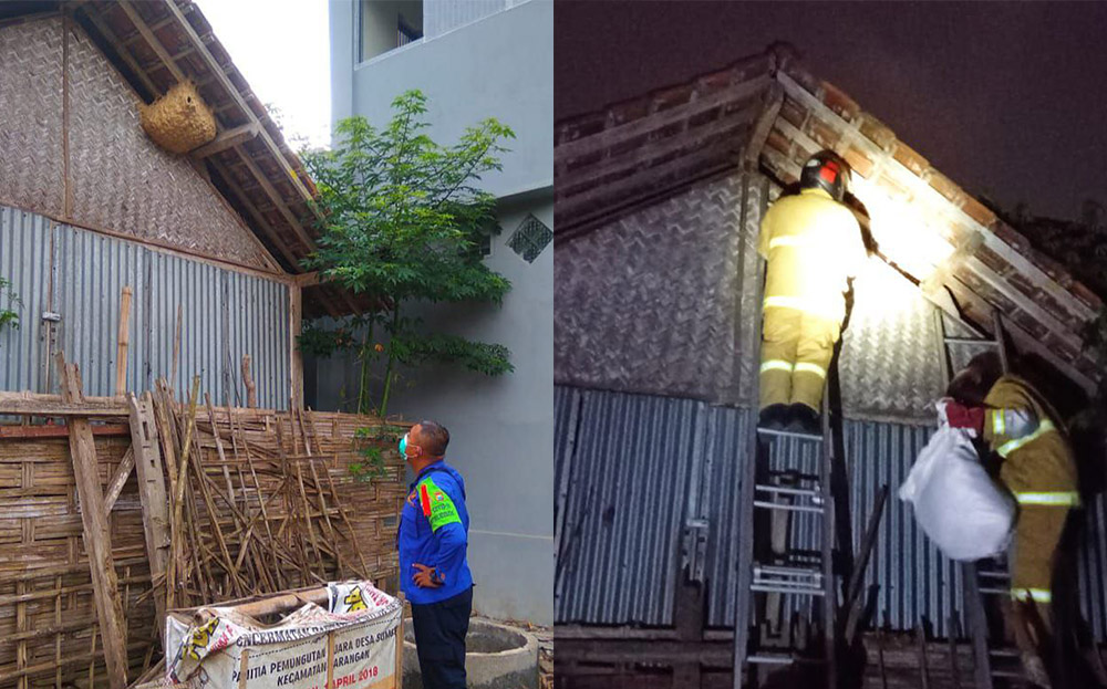 Sarang Tawon Vespa Affinis yang berada di bawah genteng rumah warga Desa Ngadirenggo. foto: HERMAN/ BANGSAONLINE