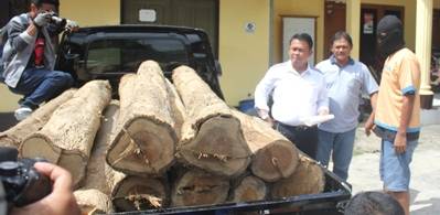 Pelaku illegal logging dengan hasil jarahan sebanyak 19 gelondong sedang digelandang di mapolres Tuban. (Suwandi/BANGSAONLINE)
