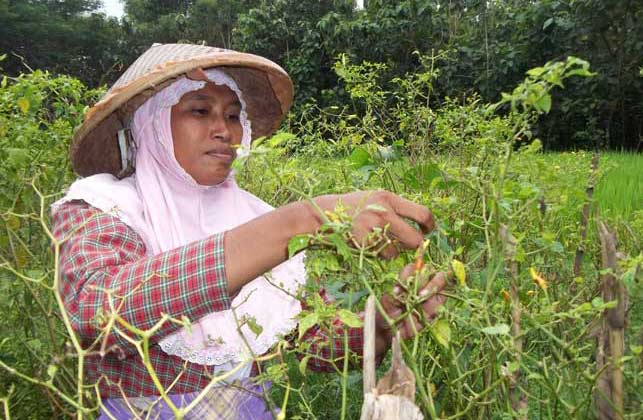 Luluk saat sedang memanen cabai yang masih bagus untuk dijual, sebelum terserang hama pathek. foto: intan/ BANGSAONLINE
