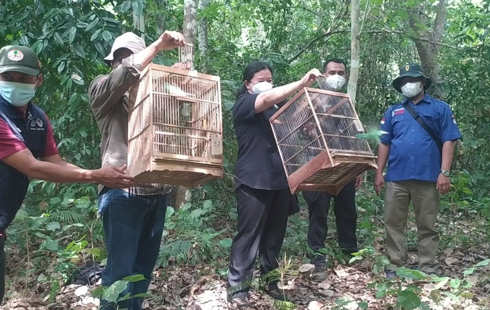 BKSDA Banyuwangi Lepas Liarkan 30 Burung Cucak Hijau Hasil Penindakan Penjual Burung Dilindungi