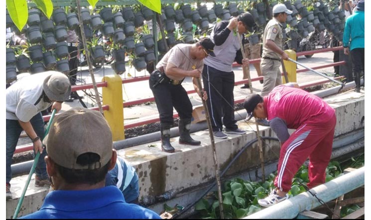 Bersih-bersih Kali Buntung di Desa Kedungrejo, Kecamatan Waru, Sidoarjo. 