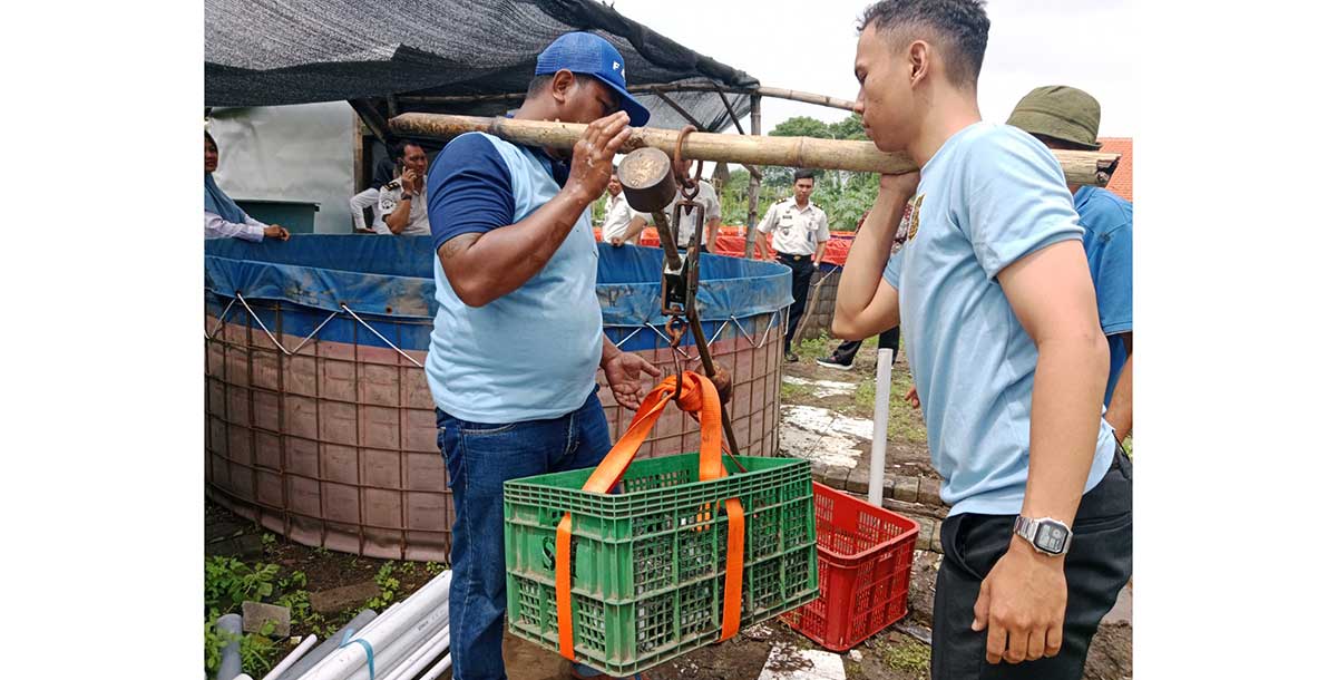 Panen raya lele di Lapas Sidoarjo.
