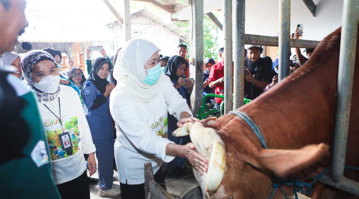 Gubernur Khofifah saat meninjau kesehatan salah satu hewan ternak.