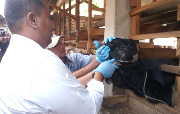 Antisipasi Penyakit Berbahaya, DPP Tuban Intensif Periksa Hewan Kurban