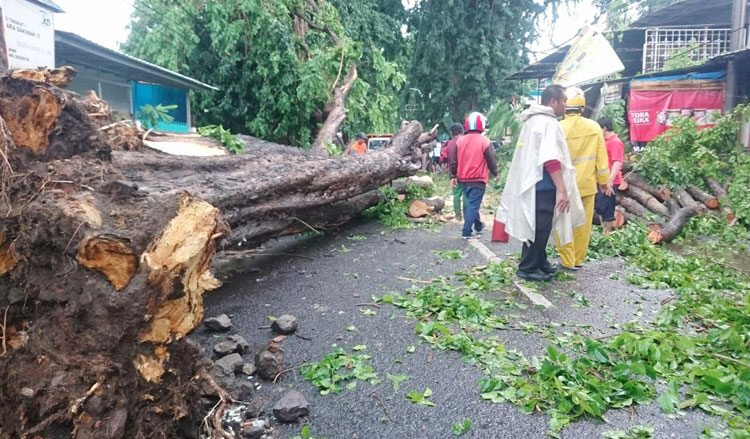 Pohon Sono raksasa yang tumbang di jalan Kombes Pol M Duryat, Sidoarjo.