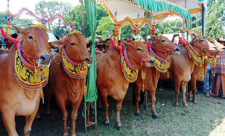 Sapi-sapi peserta Festival Sape Sonok yang siap tampil.