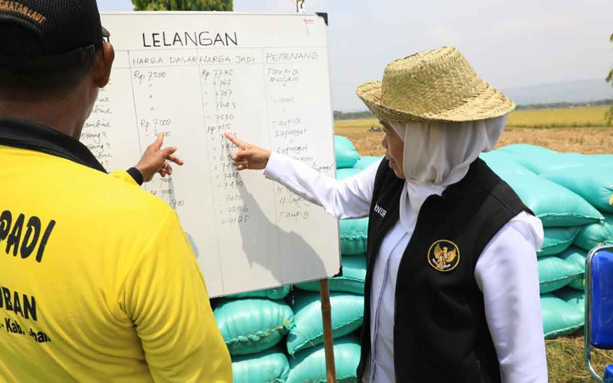 Panen Raya Padi di Tuban, Gubernur Khofifah: Jawa Timur Lumbung Pangan Nasional!