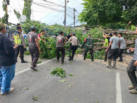 Petugas Gabungan Evakuasi Pohon Tumbang di Sidoarjo Imbas Hujan dan Angin Kencang