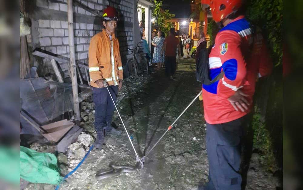 Petugas damkar saat menangkap ular kobra yang masuk ke rumah warga. 