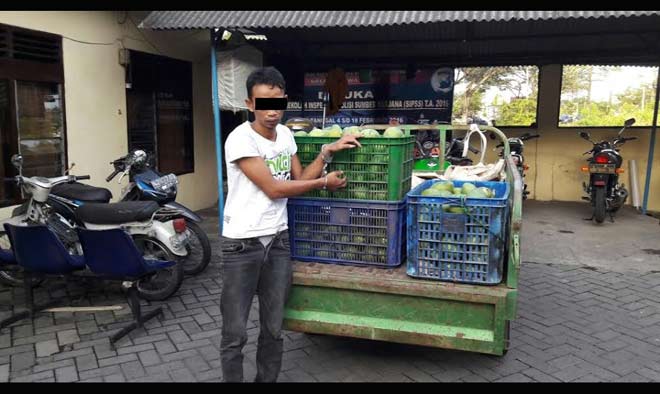 Tersangka bersama barang bukti berupa tiga keranjang mangga.