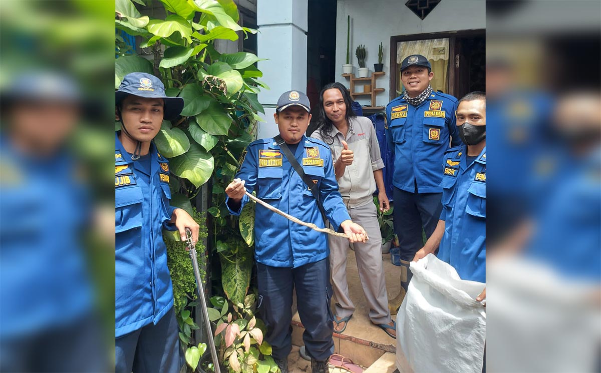 Petugas Damkar Gresik menunjukkan ular piton yang diamankan dari rumah seorang warga di Desa Driyorejo. Foto: SYUHUD/ BANGSAONLINE