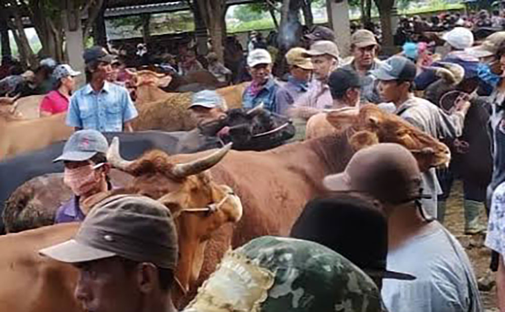 Suasana Pasar Hewan Kelurahan Jrebeng Kidul masih ramai meski wabah PMK merebak.