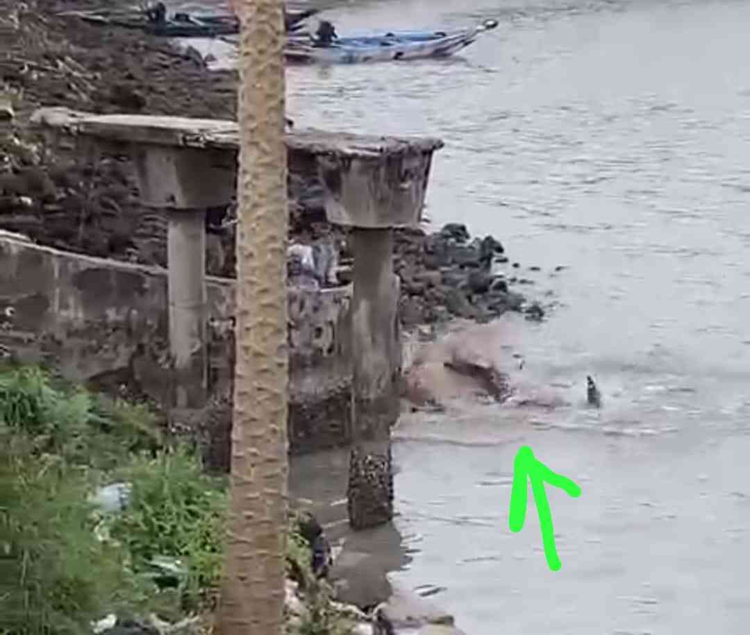 Ikan hiu sedang meggelepar di tebing laut kaki Suramadu Bangkalan Madura, Selasa (24/3/2025). Foto: bangsaonline