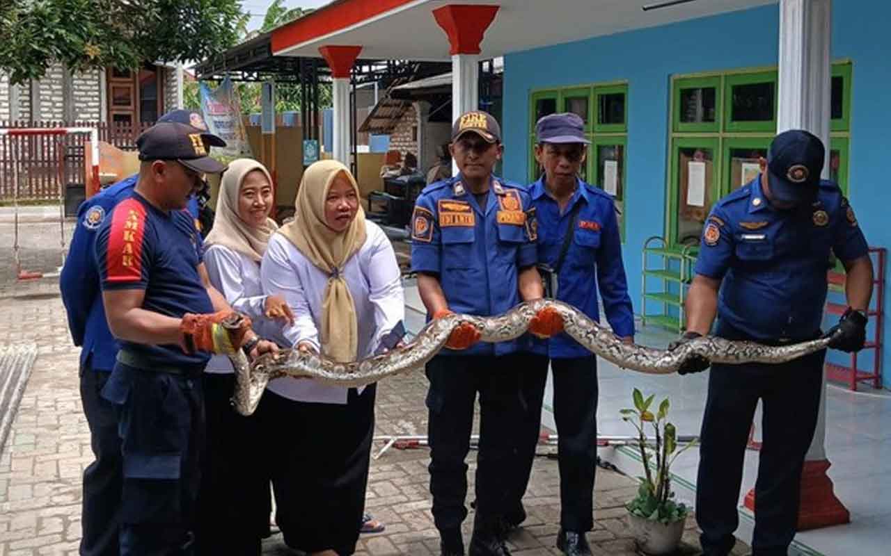 Petugas Damkar Bangkalan saat mengevakuasi ular piton sepanjang 4 meter. 