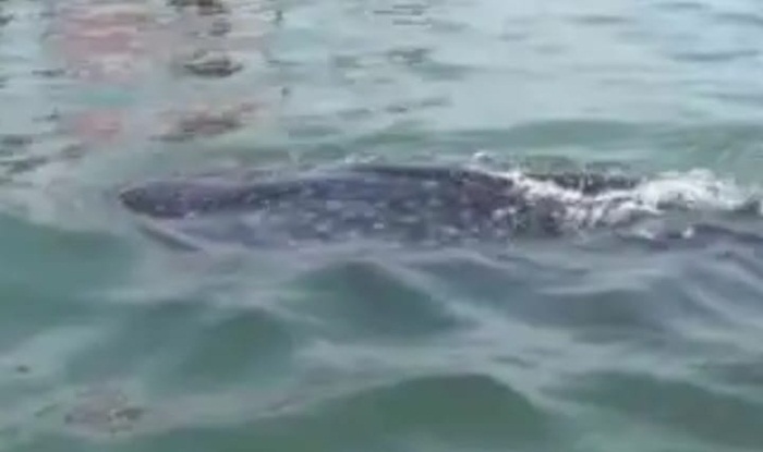 Puluhan ikan hiu tutul mulai muncul di perairan wisata Pantai Bentar Kabupaten Probolinggo.