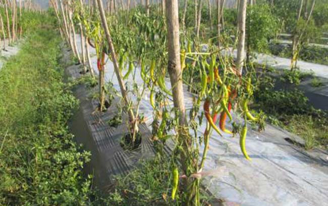 Petani Cabe di Jember Gagal Panen, Harga Dipastikan Melonjak