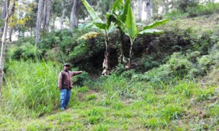 Salah satu lokasi goa Jepang di Songgoriti yang masih tertutup semak belukar.