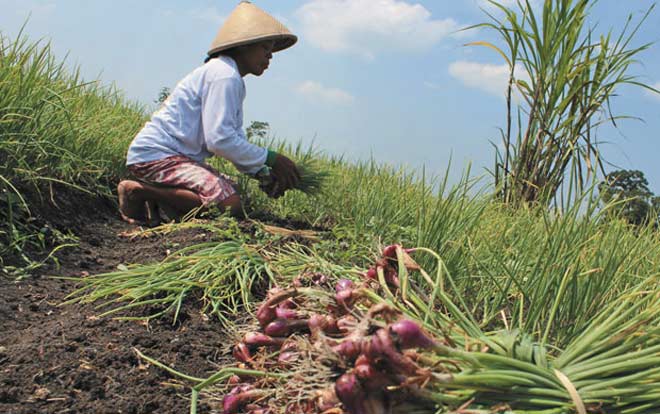 Petani bawang merah terpaksa panen dini. foto: ilustrasi