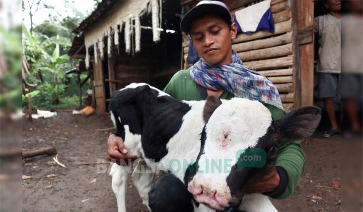 Slamet saat menggendong anak sapinya yang bermata tiga. foto: RONY S/ BANGSAONLINE