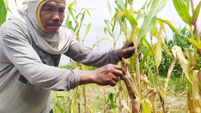 Supri sedang memperlihatkan bekas jagung yang dimakan oleh tikus.