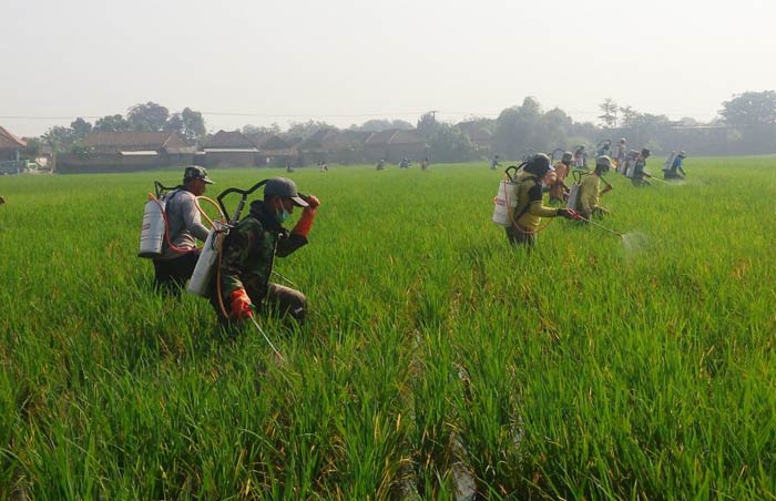 Petani padi saat melakukan penyemprotan pestisida.