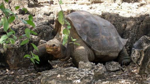 ?

Kematian Lonesome George pada tahun 2012 menjadi berita di seluruh dunia. George diputuskan untuk diawetkan. Foto:repro bbc