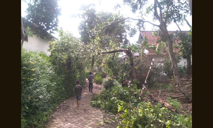 Sejumlah pohon juga ambruk menimpa rumah akibat puting beliung yang menerjang Kabupaten Jember.