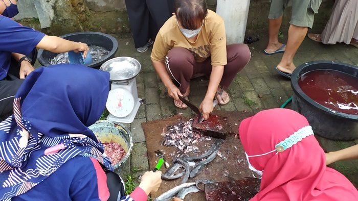 Guru SDN Pesantren 2 saat panen lele, yang sebagian dibagikan secara gratis kepada warga terdampak dan wali murid. foto: ist.
