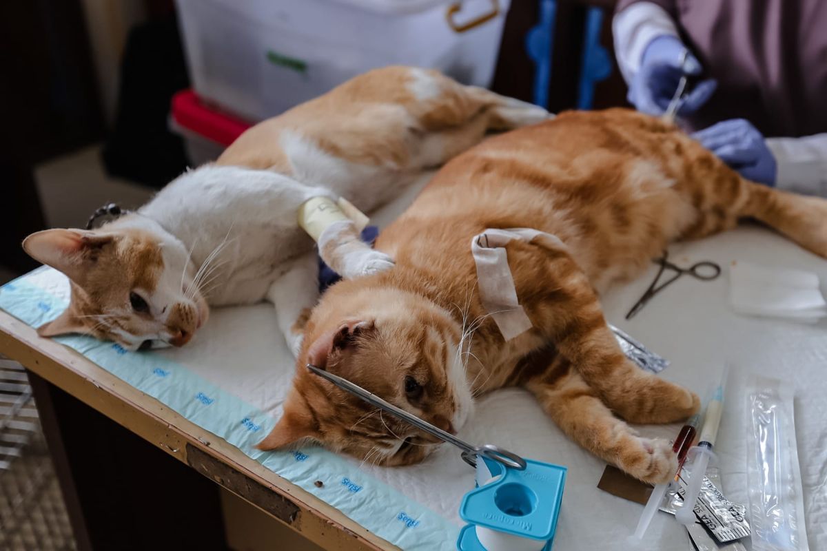126 Kucing di Jakarta Utara Disterilisasi. Foto: Ist