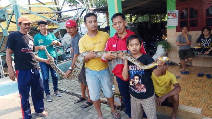 Butuh lima warga Klabangan yang sudah dewasa untuk menggendong ular piton raksasa tersebut.