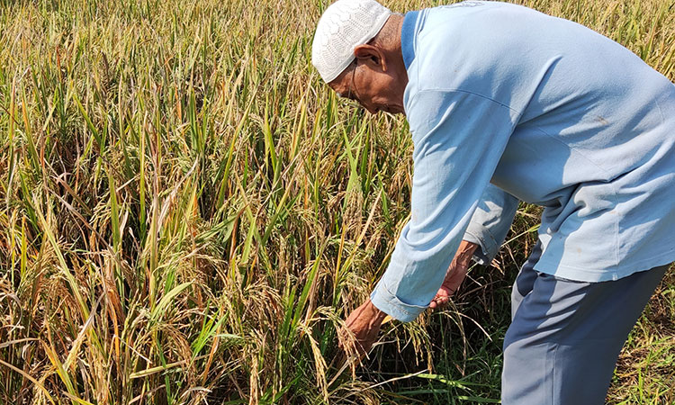 Tanaman Padi Diduga Terserang Wereng Cokelat, Petani di Kediri Merugi