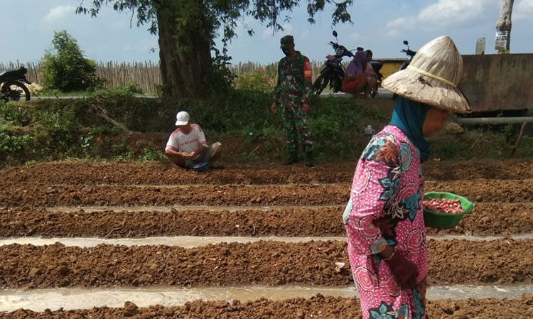 Babinsa Koramil 0827/16 kerja bareng petani tanam bawang merah. (foto: ist)