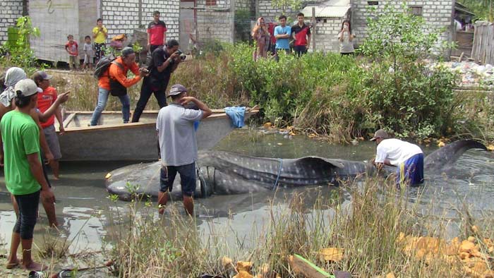 Temuan Dua Ekor Hiu Tutul Hebohkan Warga Sukorejo Kebomas Gresik  