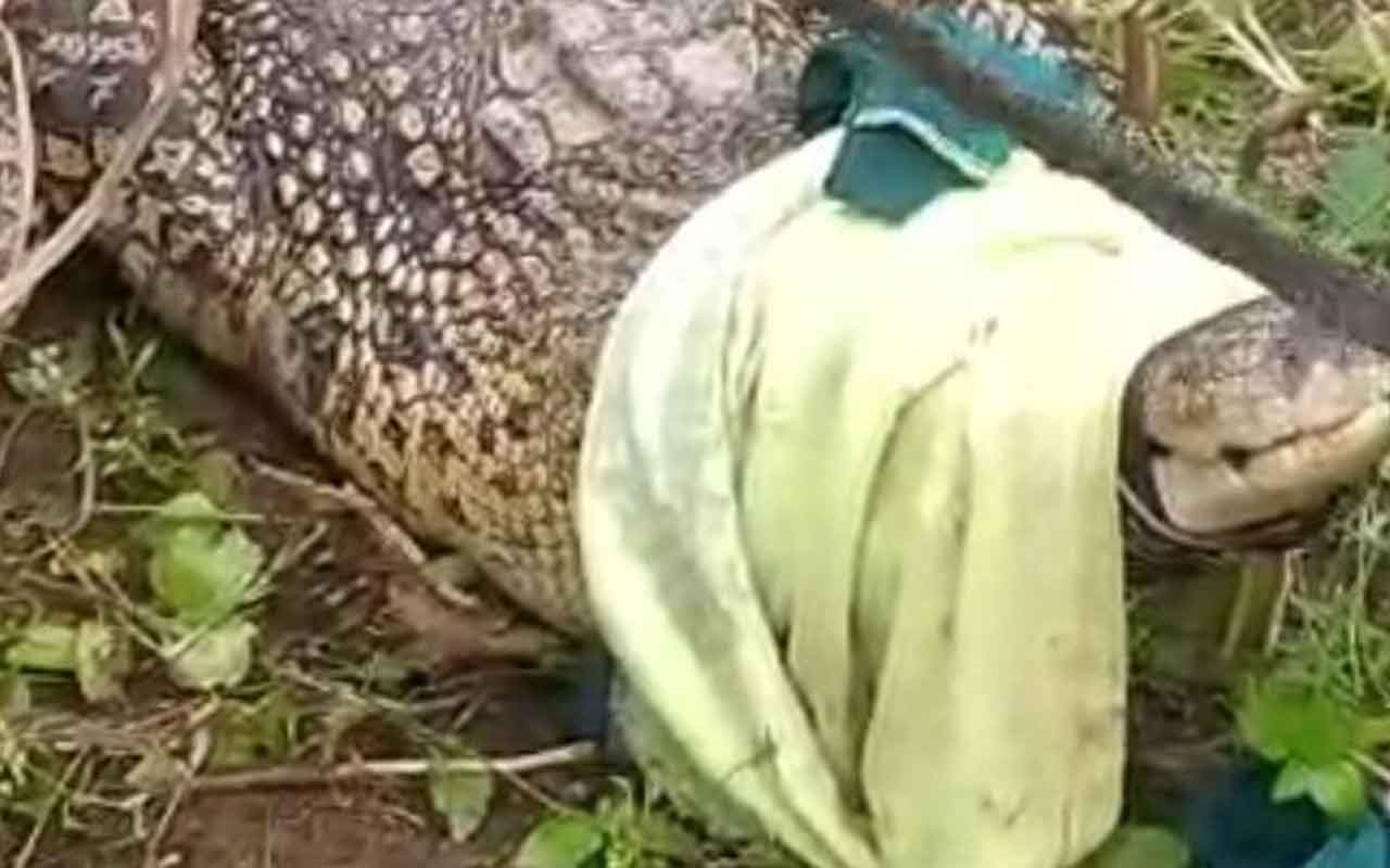 Tangkapan layar video viral penemuan buaya sepanjang 3 meter di Desa Buddan, Bangkalan.